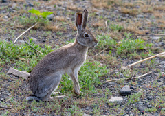 Lepus tolai