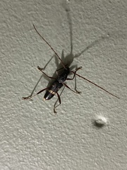 Coleocoptus senio