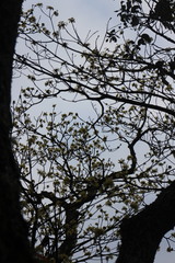 Sassafras randaiense