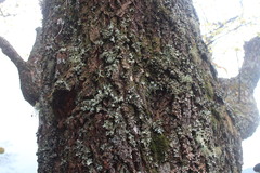 Sassafras randaiense