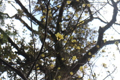 Sassafras randaiense