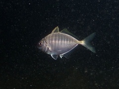 Pseudocaranx