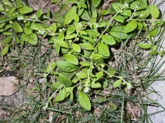 Bothriospermum zeylanicum