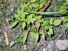 Bothriospermum zeylanicum