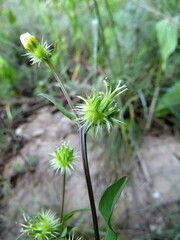 Acanthocephalus amplexifolius