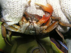 Orisarma intermedium