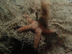 Nepanthia crassa