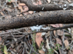 Schizophyllum