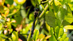 Hemicordulia armstrongi