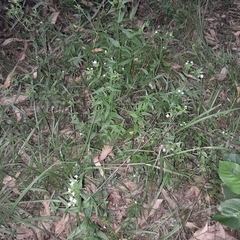 Conostomium natalense