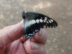 Charaxes achaemenes