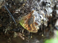 Charaxes candiope