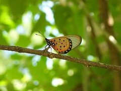 Acraea neobule