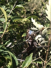 Gampsocleis gratiosa