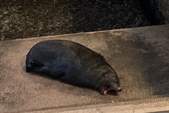 Arctocephalus