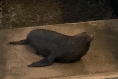 Arctocephalus