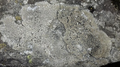 Rhizocarpon distinctum