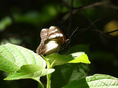 Pseudacraea lucretia