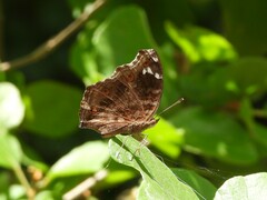 Junonia natalica