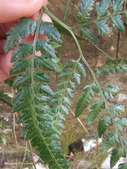 Arachniodes aristata