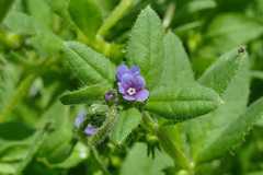 Asperugo procumbens