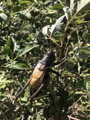 Gampsocleis gratiosa