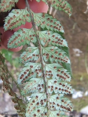 Arachniodes aristata