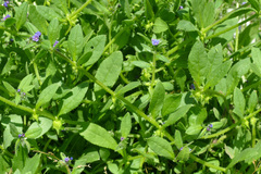 Asperugo procumbens