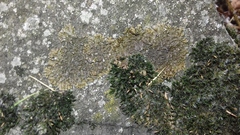 Xanthoparmelia pulla