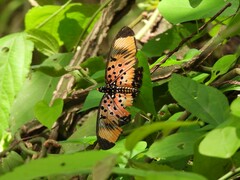 Pseudacraea boisduvalii