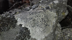 Rhizocarpon distinctum