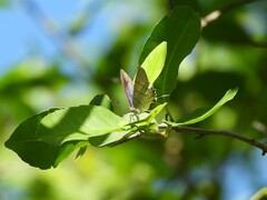 Hemiolaus caeculus caeculus