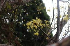 Sassafras randaiense