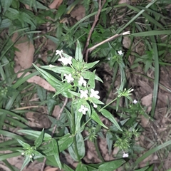 Conostomium natalense