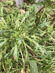 Senecio squalidus