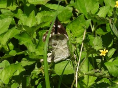 Protogoniomorpha anacardii