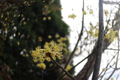 Sassafras randaiense