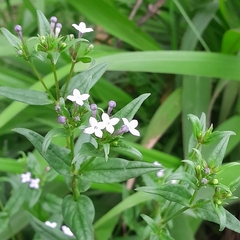 Conostomium natalense