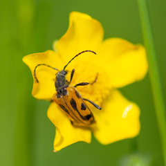 Brachyta interrogationis