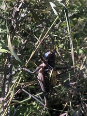 Gampsocleis gratiosa