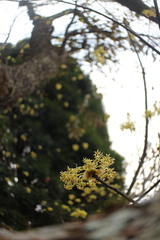 Sassafras randaiense