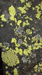 Rhizocarpon geographicum
