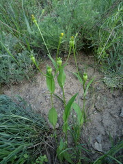 Acanthocephalus benthamianus