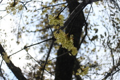 Sassafras randaiense