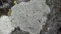 Circinaria caesiocinerea