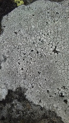 Circinaria caesiocinerea