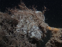 Botrylloides diegensis