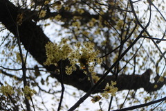 Sassafras randaiense