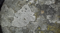 Circinaria caesiocinerea
