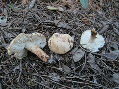 Verrucosporaceae